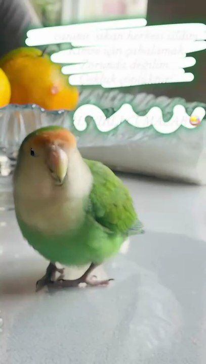 Komedi kuş paşa