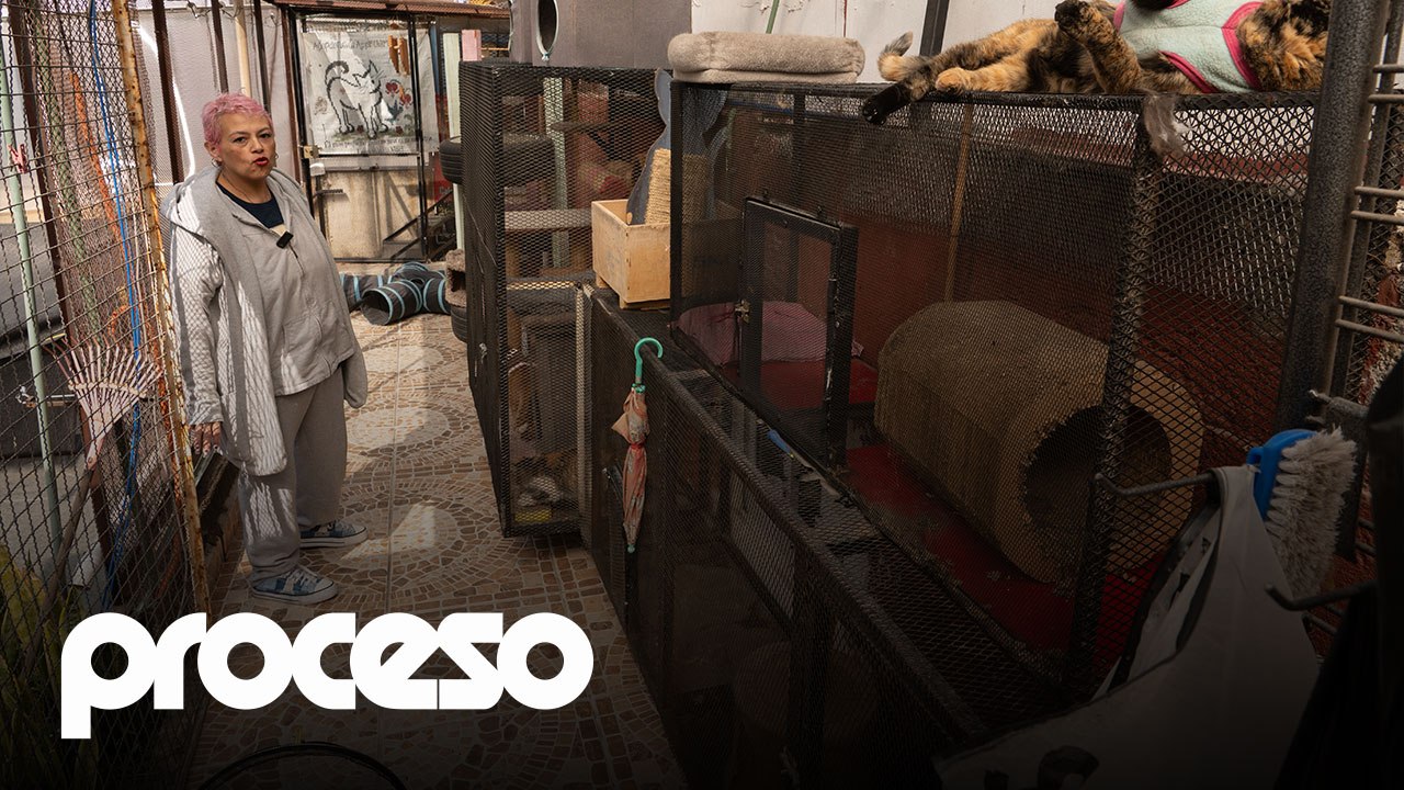 Refugios de animales en la CDMX: regulación sin apoyo real del Estado a rescatistas