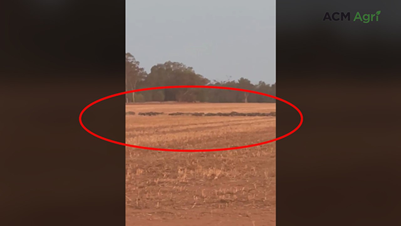 200 feral pigs charge across paddock near Coonamble, NSW