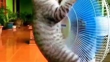 Cat, why did you climb on top of the fan?