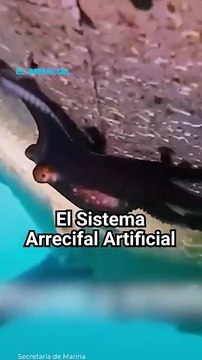 Buques hundidos crean arrecifes artificiales e impulsan la biodiversidad en San Carlos