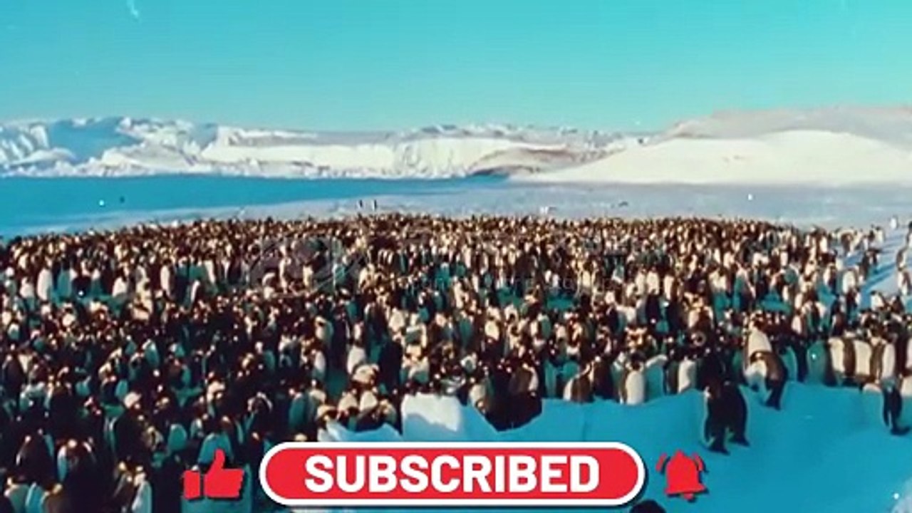 How Penguins Survive Extreme Cold Egg Care, Huddling, and Survival Tricks | Part 1