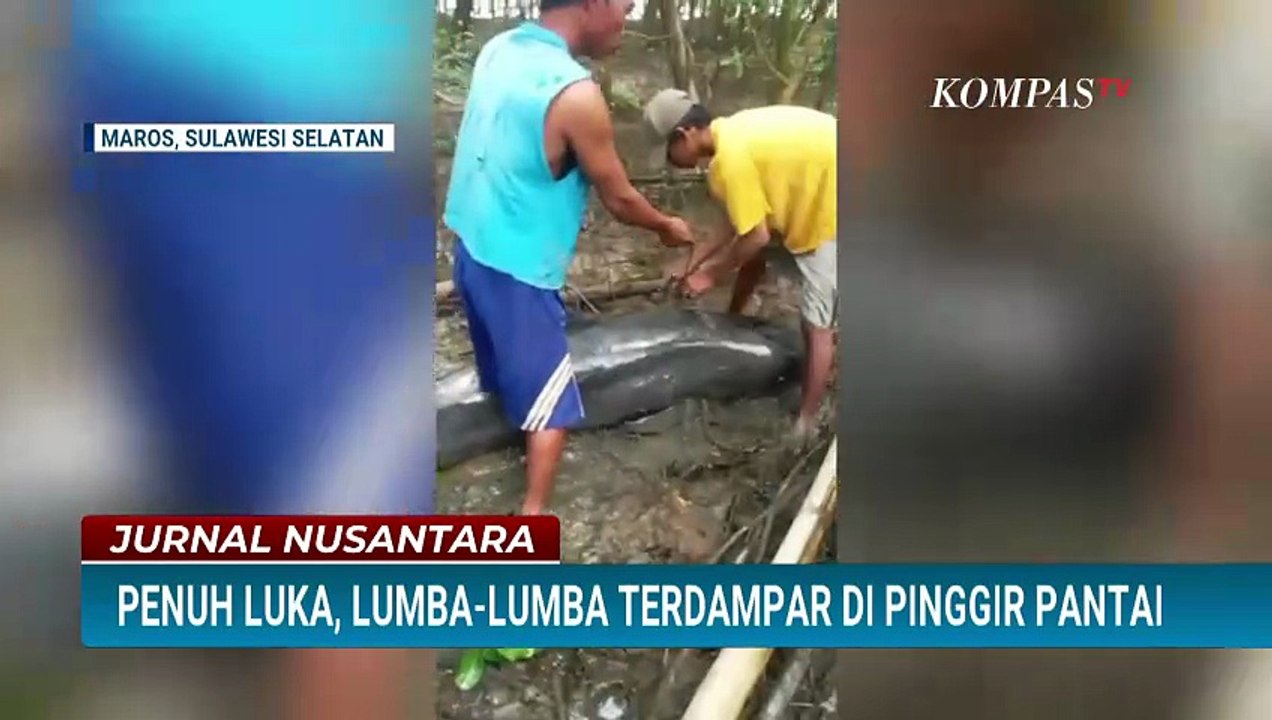 Penampakan Lumba-Lumba Penuh Luka Terdampar di Pinggir Pantai