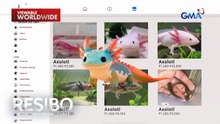 Endangered na axolotl, ilegal na ibinebenta online | Resibo