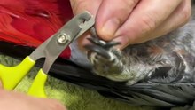 Parrots cute video