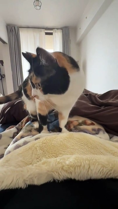 A Cute Kitten Sitting on the Blanket and Moving Her Paws.” 🐾😺