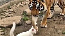 The Tiger Who Chose Kindness Over Instincts | A Powerful Lesson That Will Melt Your Heart 🐯❤️