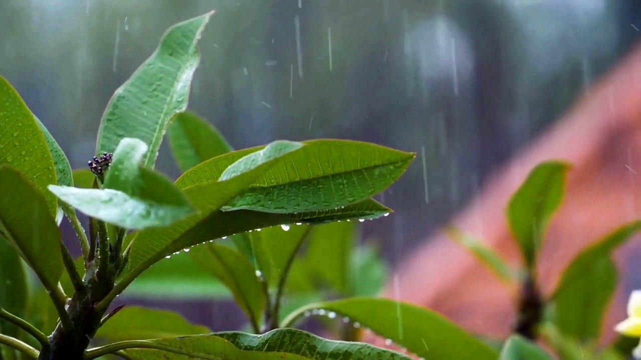 Rainy Forest Sounds for Sleeping, Meditation 🌧️ White Noise Gentle Rain overcome insomnia ASMR