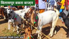 Bilaspur Bakra Mandi | pashu bajar video | pashu mandi