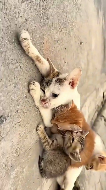 🔥 Incredible Act of Kindness: Brave Mommy Cat Rescued Just in Time! 💪🏽🐱 🔥 عمل رائع من الطيبة: قطّة أم شجاعة تم إنقاذها في اللحظة الأخيرة! 💪🏽🐱