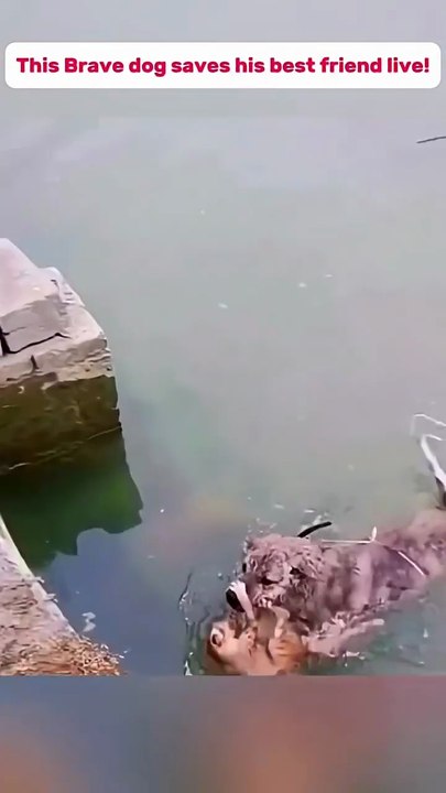 🔥 Heroic Dog Saves Cat From Drowning – A Touching Act of Kindness! 🐶🐱💖 🔥 كلب شجاع ينقذ قطة من الغرق – لحظة رائعة من الطيبة والوفاء! 🐶🐱💖