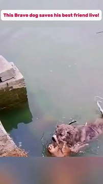 🔥 Heroic Dog Saves Cat From Drowning – A Touching Act of Kindness! 🐶🐱💖 🔥 كلب شجاع ينقذ قطة من الغرق – لحظة رائعة من الطيبة والوفاء! 🐶🐱💖