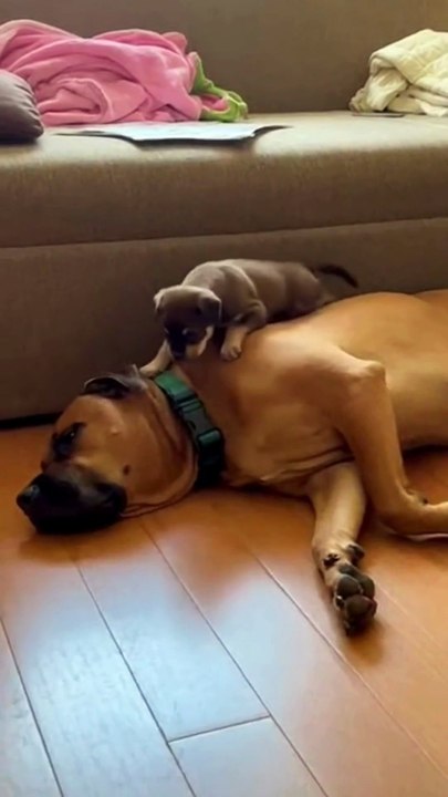 Adorable Dog and Puppy #dog #puppy #kingdomofawais