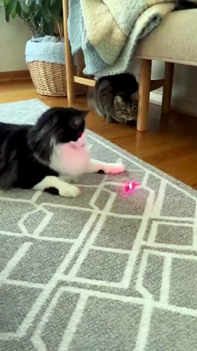 Cat Trying to catch Lazer Light #cat #kingdomofawais