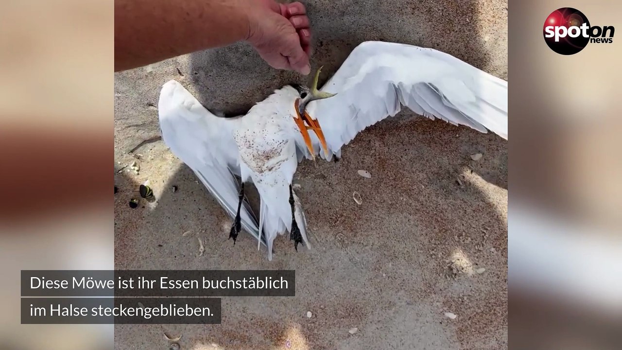 Möwe verschluckt sich an Fisch: Spaziergänger retten ihr Leben