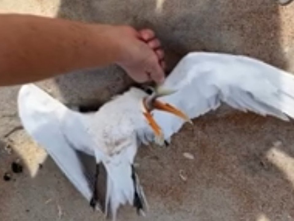 Möwe verschluckt sich an Fisch: Spaziergänger retten ihr Leben
