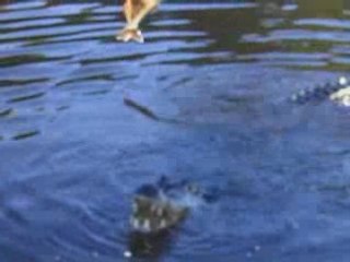 Pantanal Brésil 2004