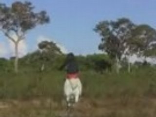 Pantanal Brésil 2004