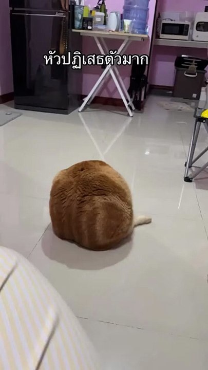 ต้าวส้ม ขนาดตัวไปไกลมาก