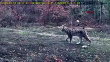 Türkiye'nin hayalet kedisi bir kez daha doğal yaşam alanında görüntülendi