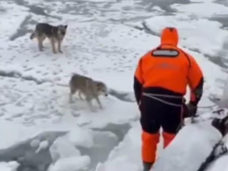 Hunde nach zwei Tagen von Eisscholle gerettet
