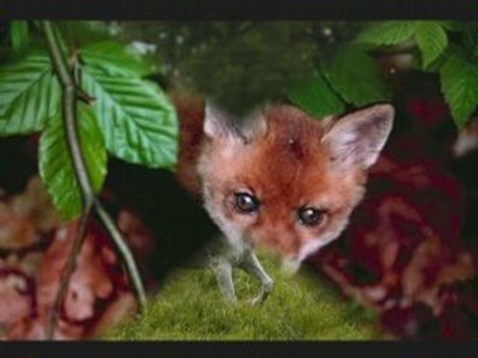 Venerie dans l'ouest_0004