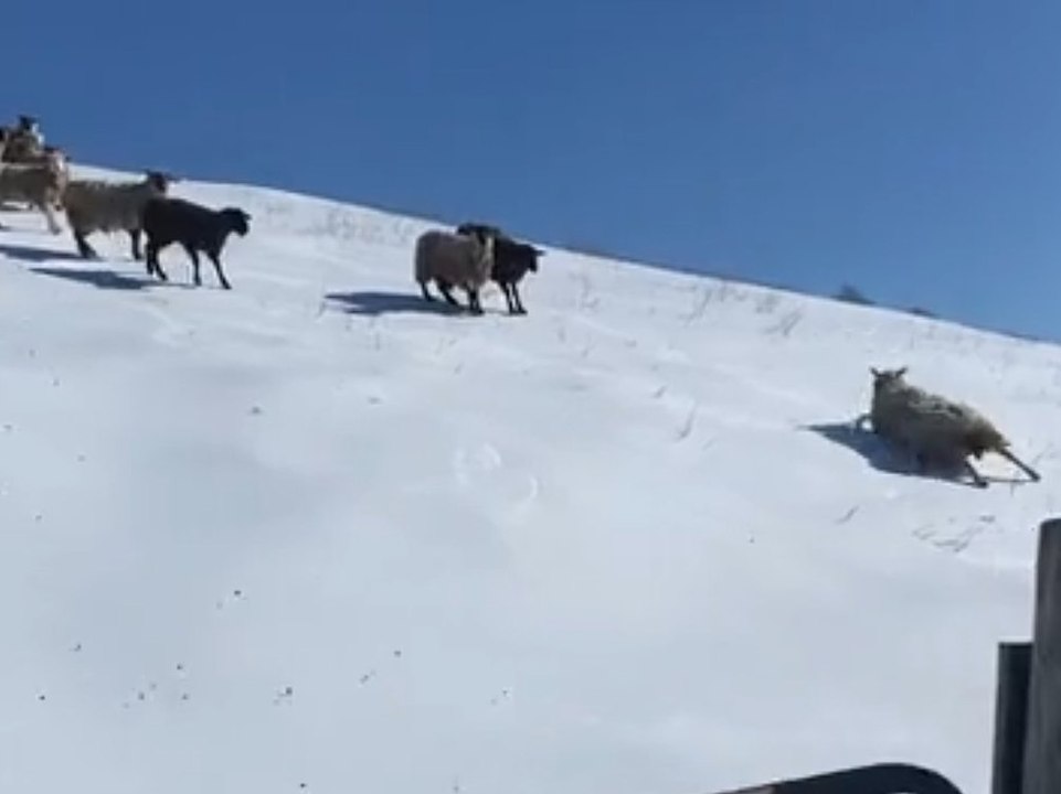 Schafherde schlittert verschneiten hügel hinunter