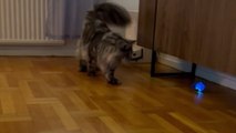 Hilarious clip of cat playing with a ball that vanishes into his tail