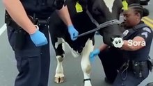 Cow getting arrested