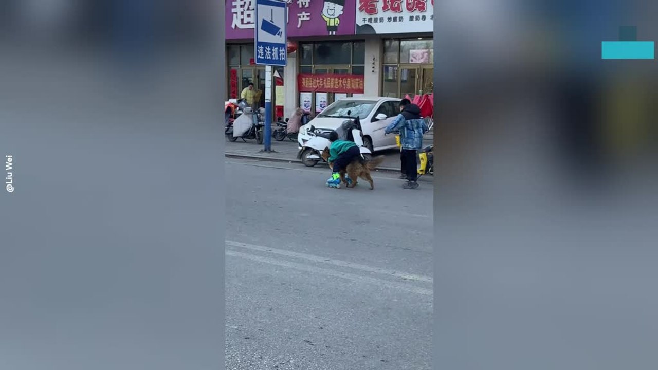 Boy Turns His Dog Into a Roller-skating Ride on Street