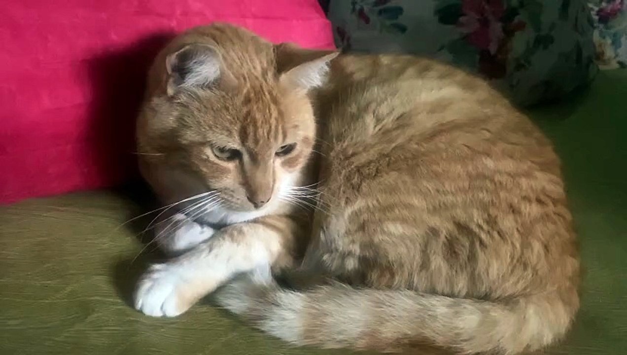 Un chat endormi