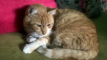 Un chat endormi