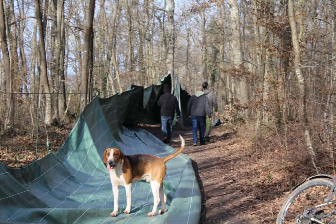 Pour piéger les animaux, des chasseurs installent une bâche sur près de 2 km en forêt
