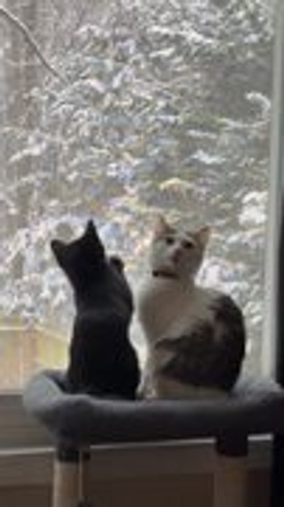 Cat Paws at Window Wanting to Go Outside During Snowfall
