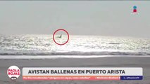 Ballenas sorprenden en costas de Chiapas  | DPC con Paola Rojas