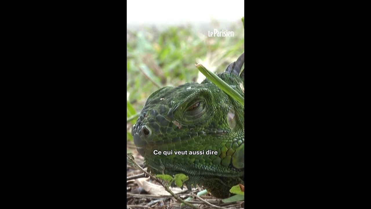 Floride : des iguanes gelés tombent des arbres