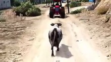 Trolling GTA Player as a FAKE COW in GTA V #gta #gtaviral #games #gameplay #gtaonline