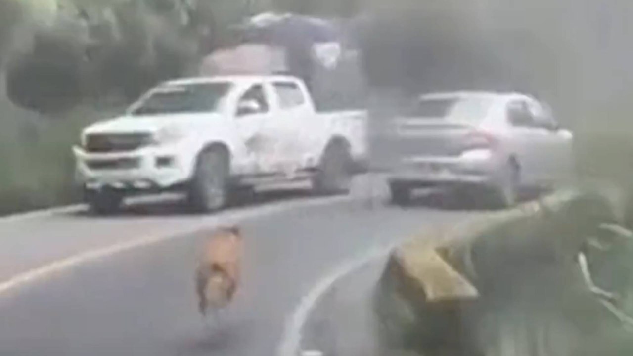 Perro arriesgó su vida al perseguir a los cuidadores que lo dejaron abandonado en plena vía