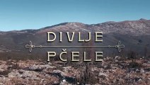 Divlje PčEle Epizoda 65