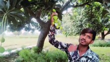 ​Aam ka Bagh: Explore the Beautiful Mango Orchards of India || Kachche Aam  Villege Video India #india