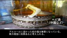 【豆知識】世界ゲテモノ大図鑑　【Trivia News】The World's Weirdest Foods Encyclopedia