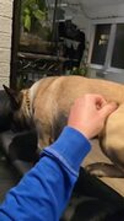 Dog Sulks When Petting Stops