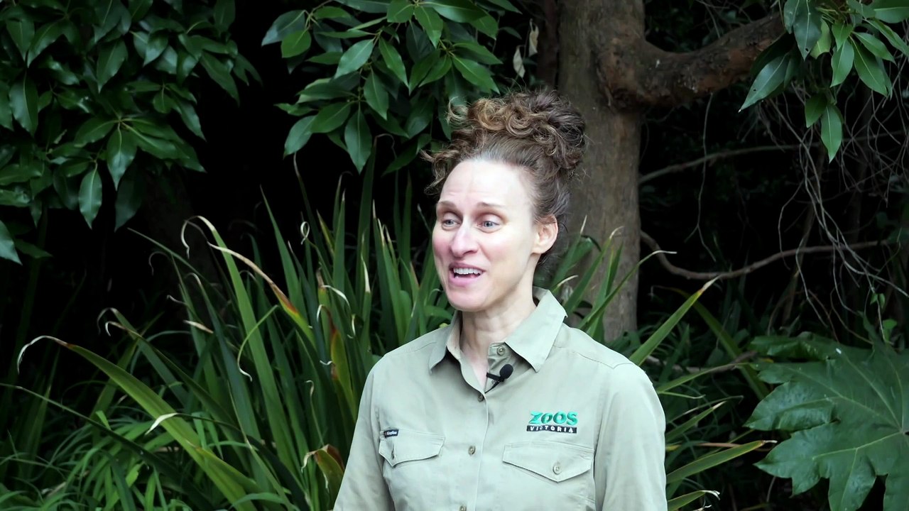 Melbourne Zoo welcomes second giraffe