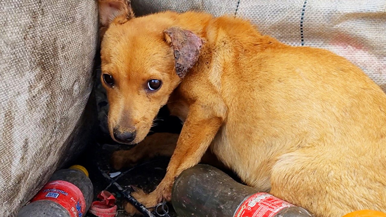 Little Dog Who's Owners Left Her In A Dump Wags Her Tail Again