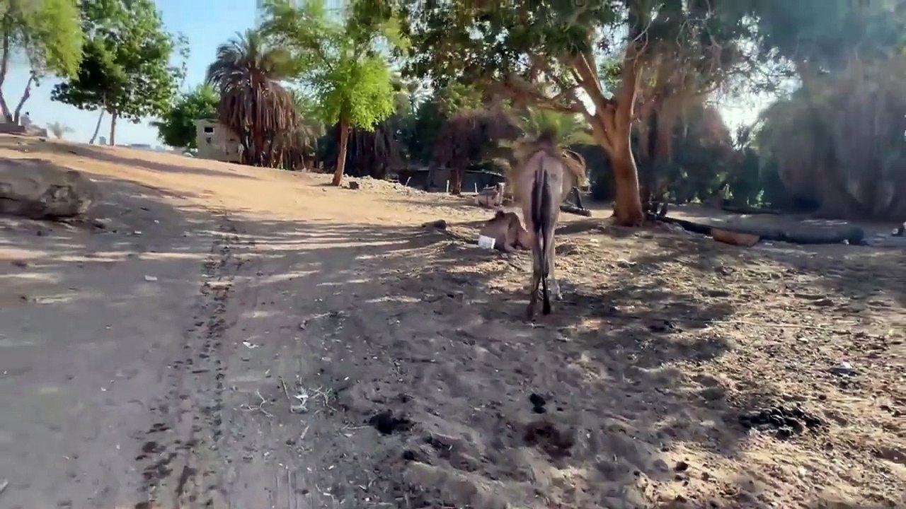 Tall Wonders Of Elephantine Island Along The Nile River.  Aswan, Egypt.