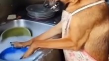 Hey dog, wash my dishes