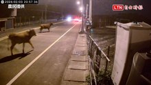 飼主放養牛隻闖農場大啖草莓葉、狂奔路上釀車禍 民眾氣炸