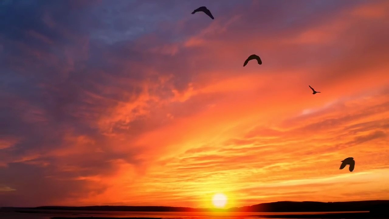 Magical Sunrise Awakens Birds 🌅🐦 | Peaceful Early Morning Time-Lapse | Nature Therapy