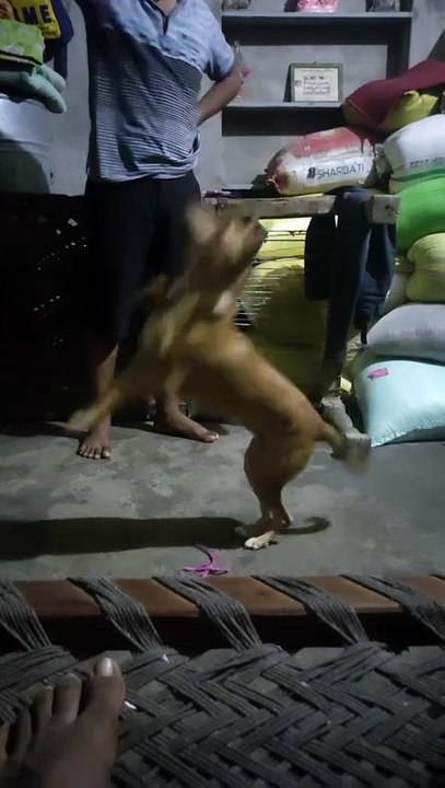 dog_jump(1080p)