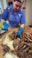 The Science of Forensics: Examining a Human Skull